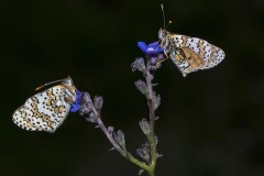 NATURE_AHMET-YENMEZ_IKIZ_TURKEY NATURE_AHMET-YENMEZ_IKIZ_TURKEY