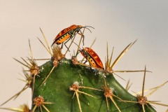 NATURE_Basudev_Maity_Together_India NATURE_Basudev_Maity_Together_India