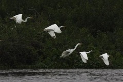 NATURE_HECTOR-RAVINOVICH_desbandada.1_ARGENTINA NATURE_HECTOR-RAVINOVICH_desbandada.1_ARGENTINA