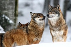 Natura_Giulio_Montini_Wolf-love_Italy Natura_Giulio_Montini_Wolf-love_Italy