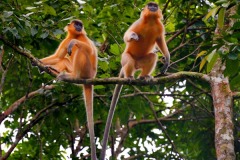 Nature-Mohammad-Nasir-Uddin-Nature-1-Bangladesh- Nature-Mohammad-Nasir-Uddin-Nature-1-Bangladesh-