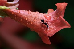 Nature_Amin-Shaikh_Enjoying-Pure-Drink-2_Pakistan Nature_Amin-Shaikh_Enjoying-Pure-Drink-2_Pakistan