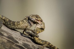 Nature_Apu-Jaman_-Fight_Bangladesh Nature_Apu-Jaman_-Fight_Bangladesh