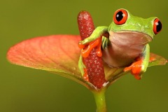 Nature_Barbara_Jenkin_Rain-Forest-Frog-1_UK Nature_Barbara_Jenkin_Rain-Forest-Frog-1_UK