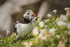 Nature_Catherine_Bushe_Busy-puffin_Ireland-1 Nature_Catherine_Bushe_Busy-puffin_Ireland-1
