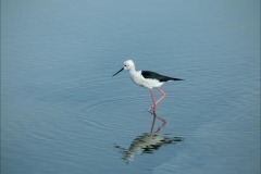 Nature_Catherine_Bushe_Stilt-walking_Ireland Nature_Catherine_Bushe_Stilt-walking_Ireland