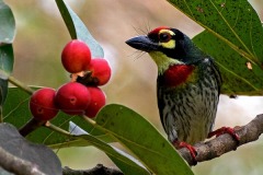 Nature_Dinabandhu_-Bhattacharya_Copperhead-barbet_India Nature_Dinabandhu_-Bhattacharya_Copperhead-barbet_India