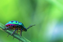 Nature_Ehsanul_Siddiq_The-jewel-bug_Bangladesh-1 Nature_Ehsanul_Siddiq_The-jewel-bug_Bangladesh-1