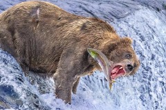 Nature_HW_CHAN_Brown-Bear-1-Alaska_HK Nature_HW_CHAN_Brown-Bear-1-Alaska_HK