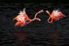Nature_Jing-Li_Flamingo-8_China Nature_Jing-Li_Flamingo-8_China