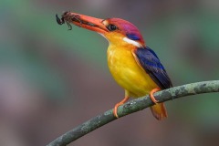 Nature_SenthilKumar_Damodarn_Feast_Singapore Nature_SenthilKumar_Damodarn_Feast_Singapore