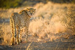 Nature_Victor_Poon_Curious_Hong-Kong Nature_Victor_Poon_Curious_Hong-Kong