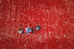 Open-color_Touhid-_-Parvez_Red-Chili-Pickers_Bangladesh Open-color_Touhid-_-Parvez_Red-Chili-Pickers_Bangladesh