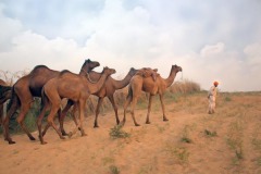 Open-colour_-Nishit-Dey_-Way-to-Pushkar-Fair_India. Open-colour_-Nishit-Dey_-Way-to-Pushkar-Fair_India.