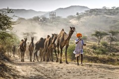 Photo-Travel_Saikat_Roy_Camel-Walk_India Photo-Travel_Saikat_Roy_Camel-Walk_India