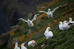 TRAVEL-TIN-SANG-CHAN-Gannet-Landing TRAVEL-TIN-SANG-CHAN-Gannet-Landing