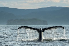 TRAVEL-TIN-SANG-CHAN-humpback-Whales-2 TRAVEL-TIN-SANG-CHAN-humpback-Whales-2